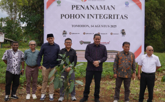 pohon